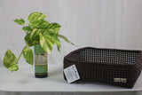 TLBAS-0042a/Organizer trays