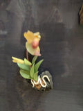 TLFM-001-Fridge Magnets-Plants