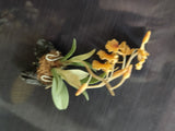 TLFM-001-Fridge Magnets-Plants