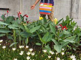 TLBAS-0035/Colour Rings Basket - Thalir Leed®